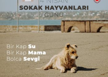 4 Nisan Sokak Hayvanları Günü