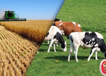 Türkiye’ de Hayvancılığın Sorunları