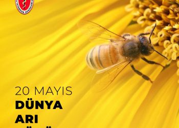 20 Mayıs Dünya Arı Günü