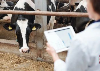 Kurban Bayramı ve Halk Sağlığı