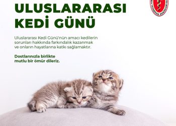 8 Ağustos Uluslararası Kedi Günü