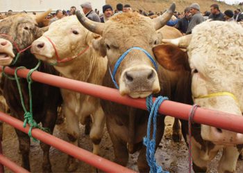 Bursa‘da Kurbanlıklar Şap’tan Etkilenecek mi