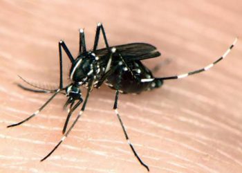 “Asya Kaplan Sineği’ne hazır mıyız?” – Yenidönem Haber Röportajı