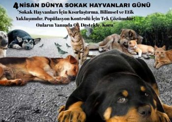 4 NİSAN DÜNYA SOKAK HAYVANLARI GÜNÜ