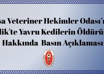 Bursa Veteriner Hekimler Odası’ndan “Gemlik’te Yavru Kedilerin Öldürülmesi” Hakkında Basın Açıklaması