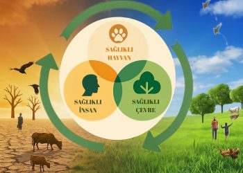 3 Kasım Dünya Tek Sağlık Günü