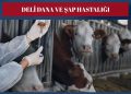Hayvan Sağlığı Krizi Derinleşiyor: Türkiye Şeffaf Açıklama Bekliyor