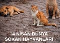 4 Nisan Dünya Sokak Hayvanları Günü