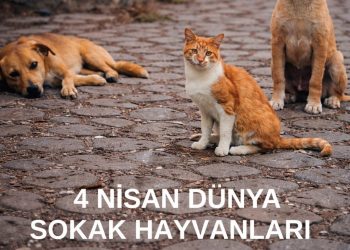 4 Nisan Dünya Sokak Hayvanları Günü