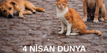 4 Nisan Dünya Sokak Hayvanları Günü