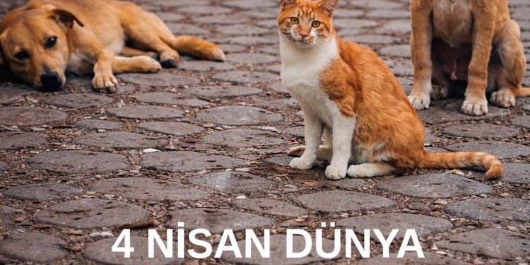 4 Nisan Dünya Sokak Hayvanları Günü