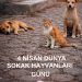 4 Nisan Dünya Sokak Hayvanları Günü