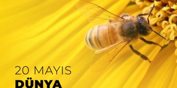 20 Mayıs Dünya Arı Günü