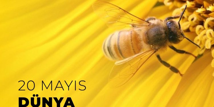 20 Mayıs Dünya Arı Günü